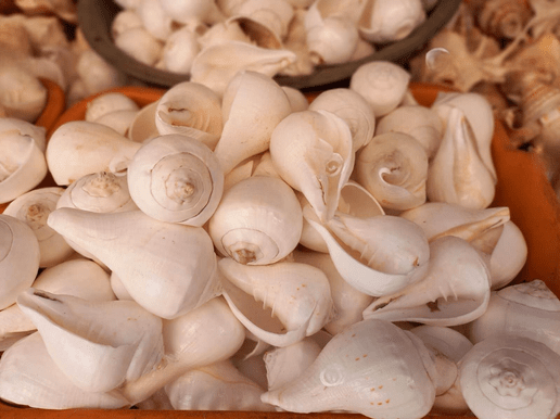 Conches & Shells - Matchless Gifts