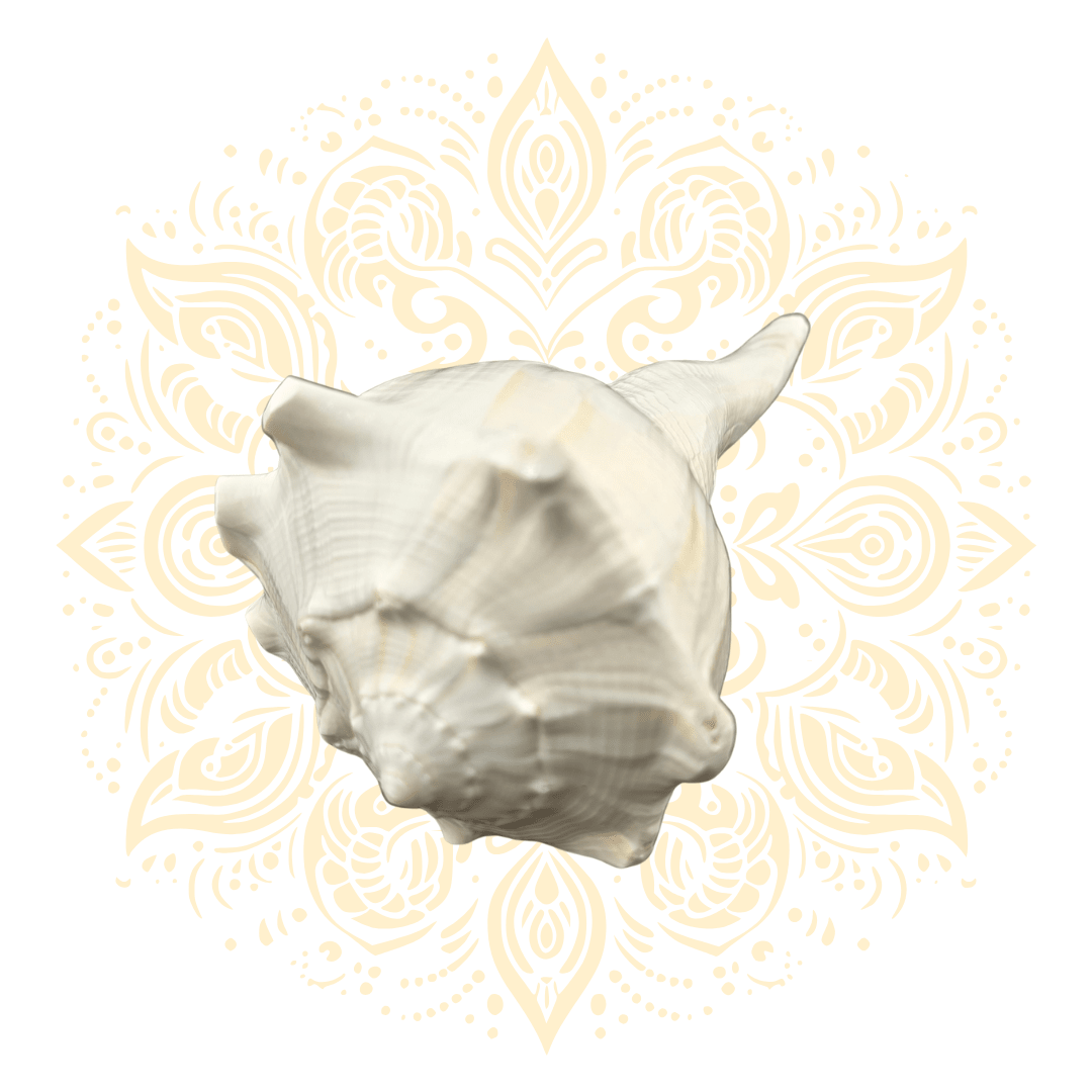 Natural Pouring Whelk Conch Shell 5–6" - Matchless Gifts2