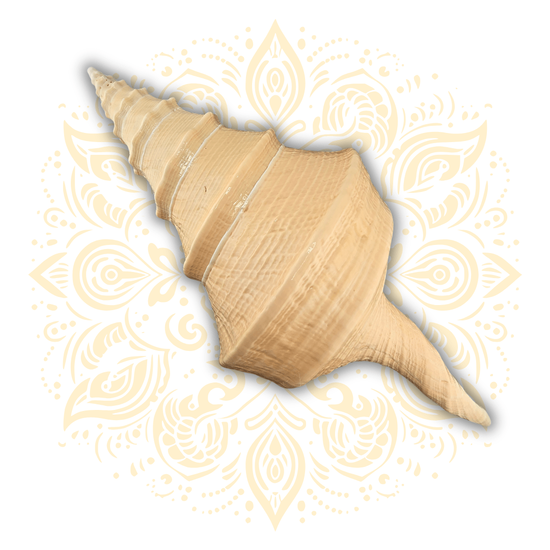Natural Pouring Conch Shell 13" - Matchless Gifts2