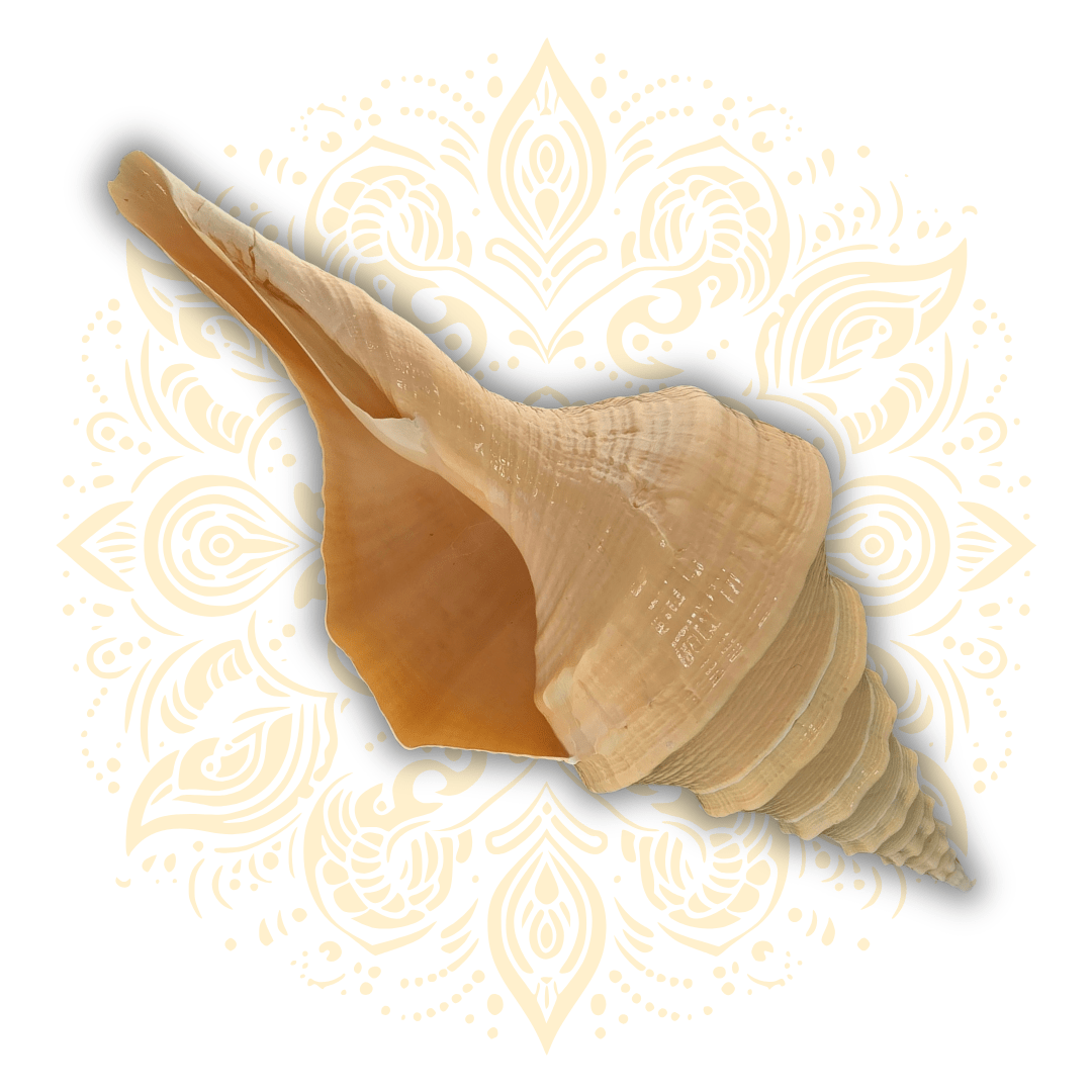 Natural Pouring Conch Shell 13" - Matchless Gifts3