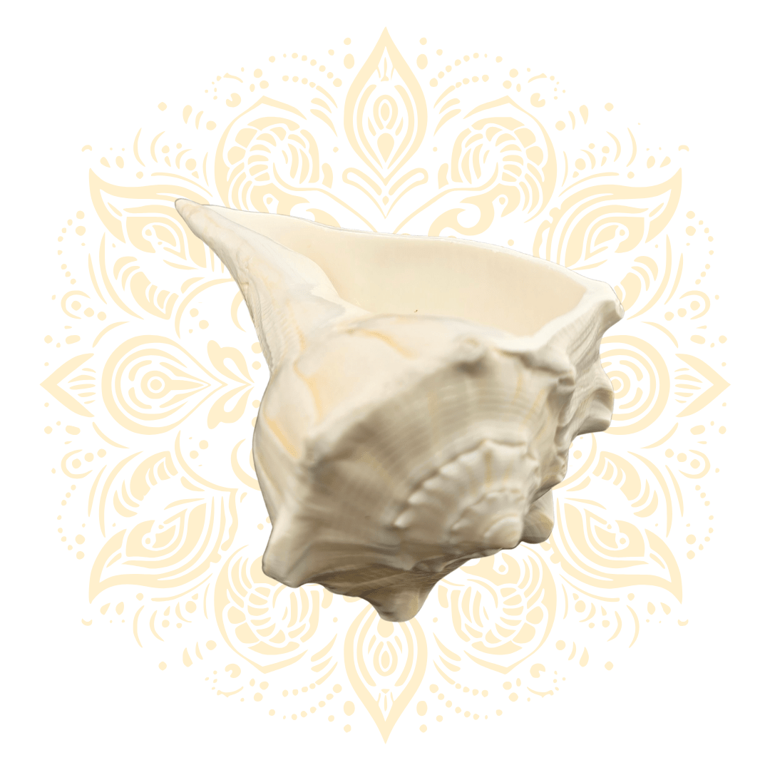 Natural Pouring Whelk Conch Shell 4.5–5" - Matchless Gifts5