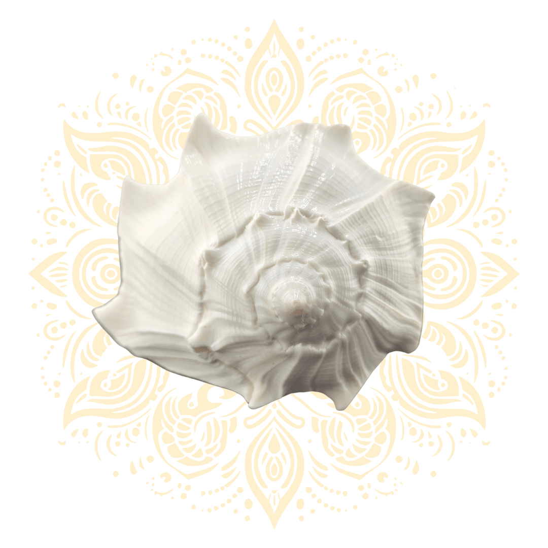 Natural Pouring Whelk Conch Shell 5–6" - Matchless Gifts4