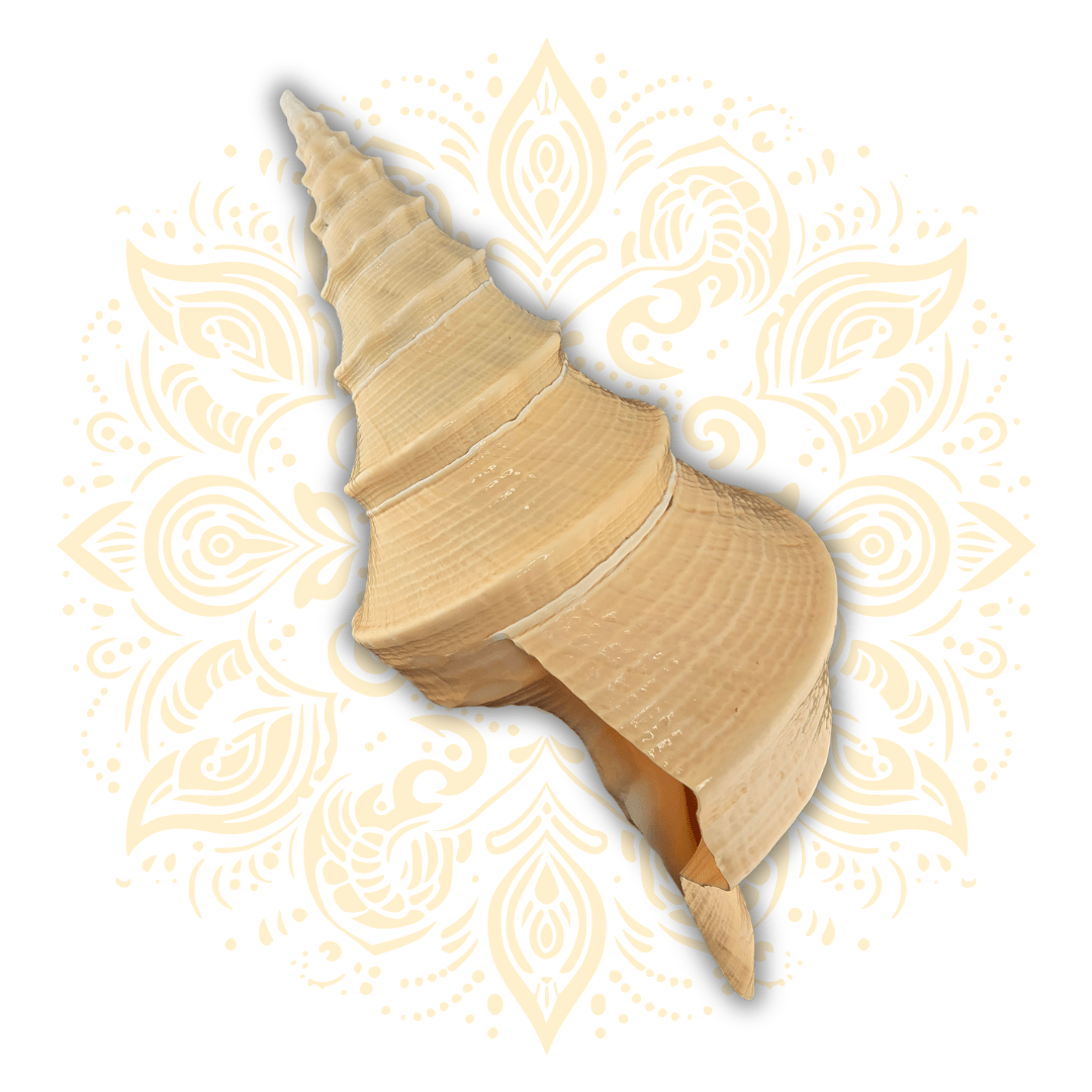 Natural Pouring Conch Shell 13" - Matchless Gifts1