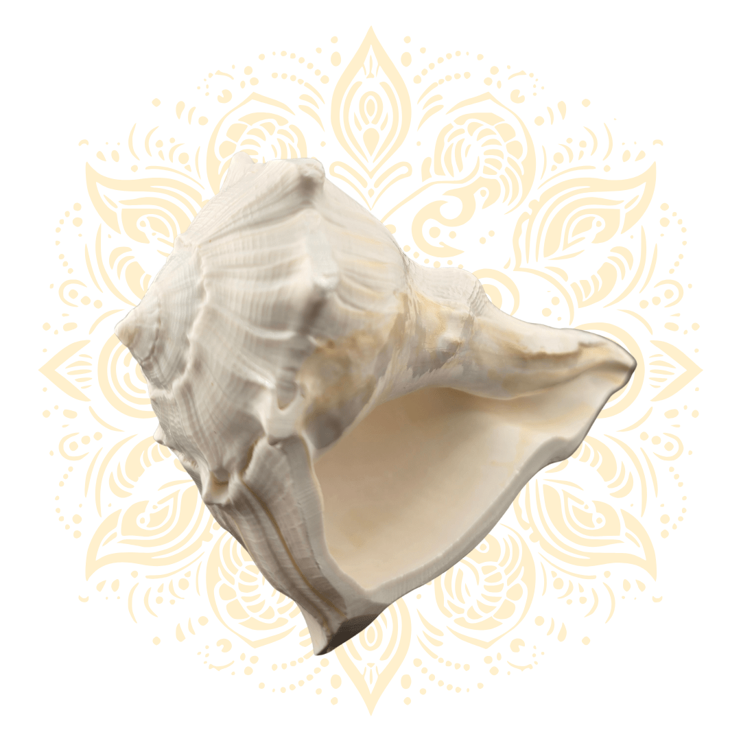 Natural Pouring Whelk Conch Shell 4.5–5" - Matchless Gifts1