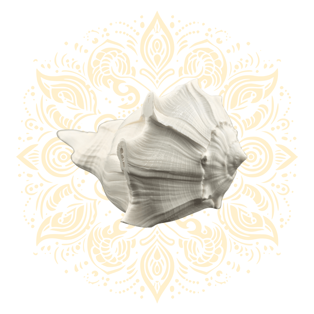 Natural Pouring Whelk Conch Shell 4.5–5" - Matchless Gifts3