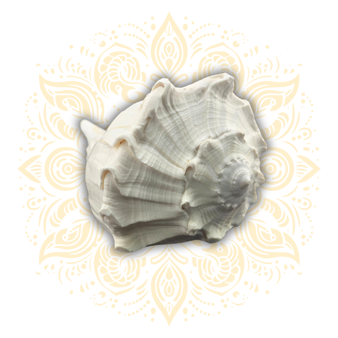 5-7" Pouring Whelk Large