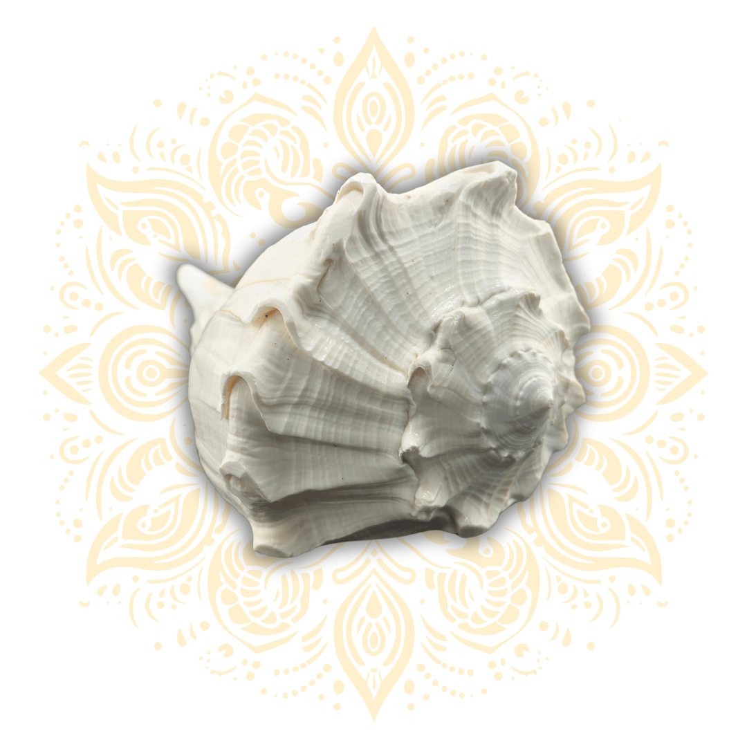 Natural Pouring Whelk Conch Shell up to 7" x 5" - Matchless Gifts1
