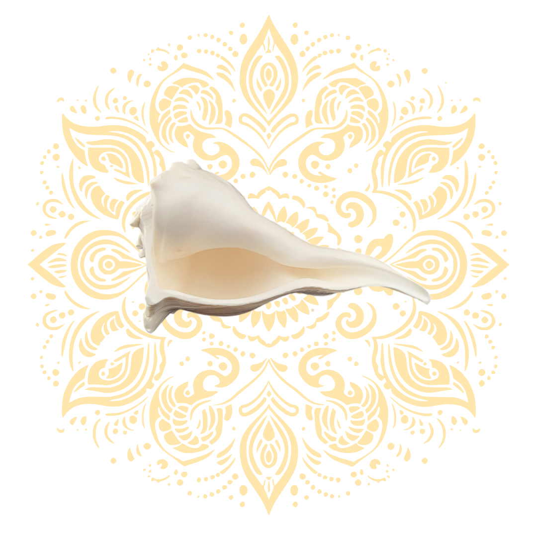 White Pouring Whelk Conch Shell 6–7"