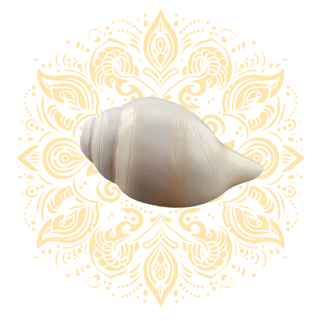 Carved Flower Blowing White Conch Shell 4-5"