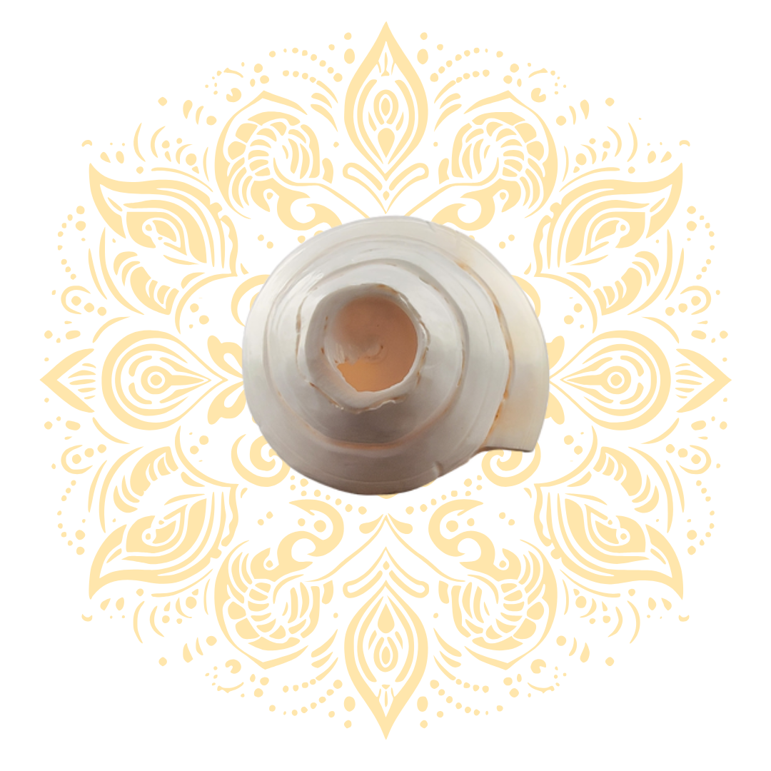 Carved Flower Blowing White Conch Shell 4-5"