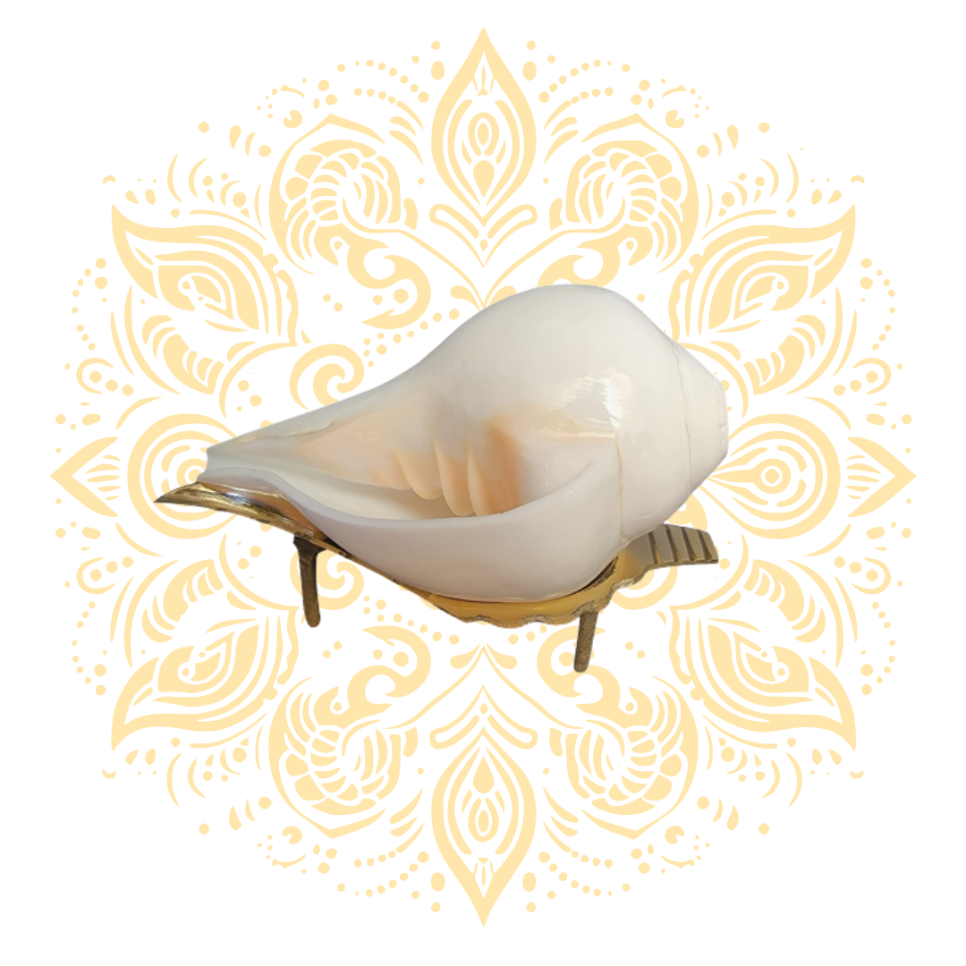 Blowing White Conch Shell (Shankha) 6–7"