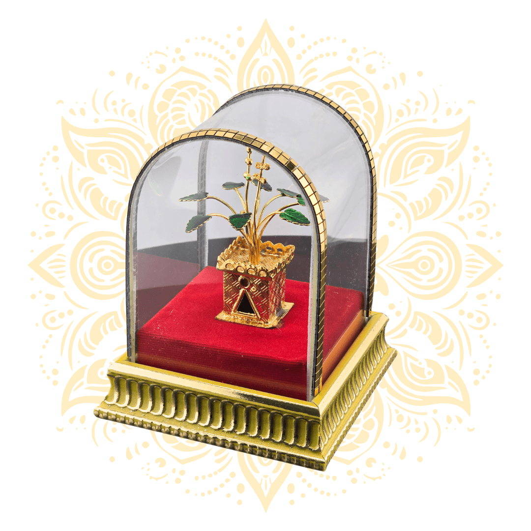 Tulasi Maharani Plant in Glass Container - Matchless Gifts1