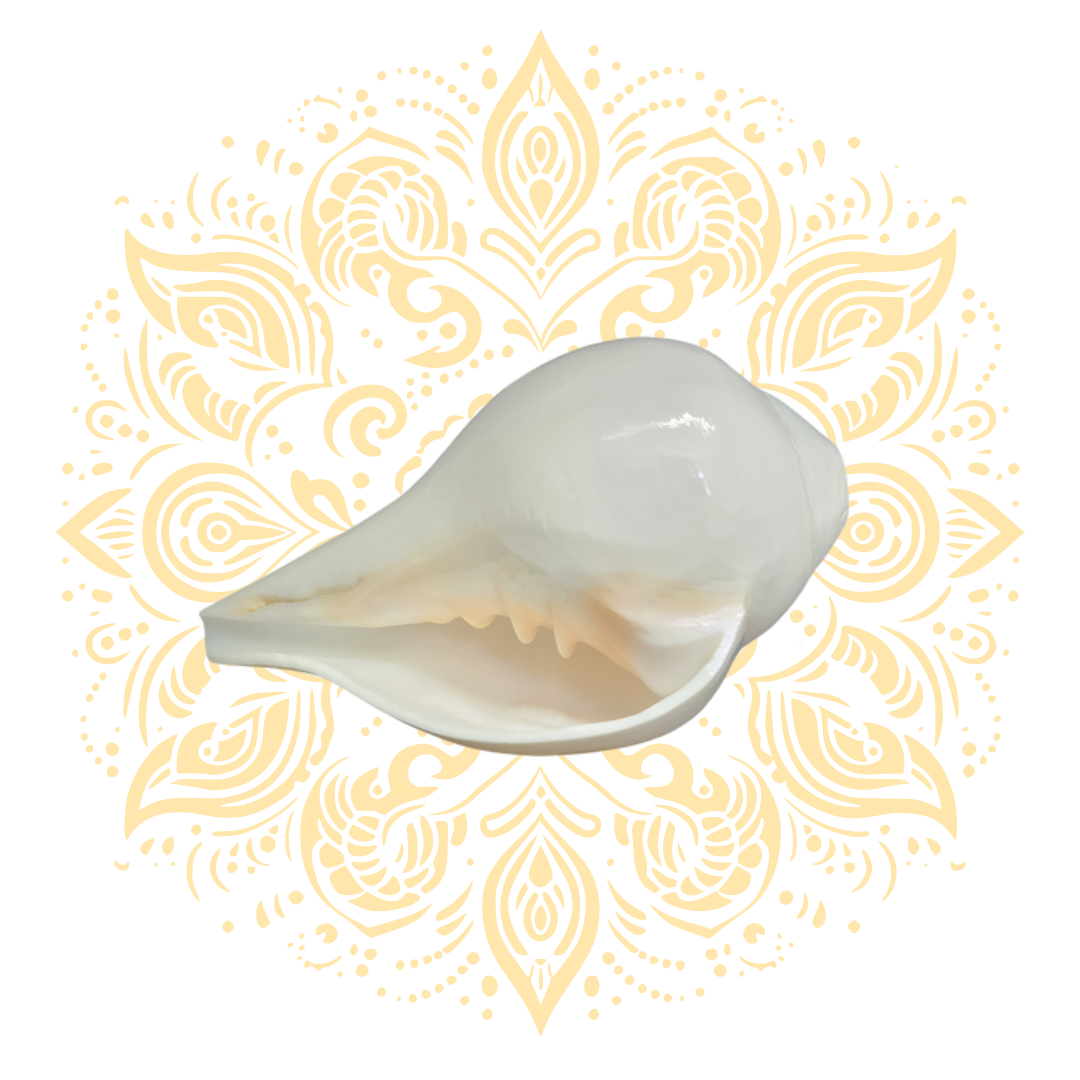 Blowing White Conch Shell (Shankha) 6–7"