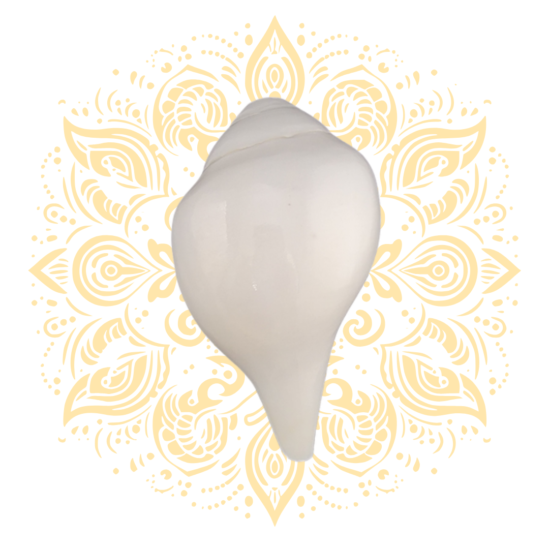 Blowing White Conch Shell (Shankha) 6–7"