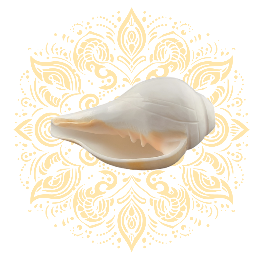 Carved Flower Blowing White Conch Shell 4-5"