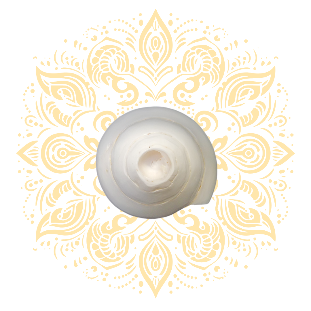 Blowing White Conch Shell (Shankha) 6–7"