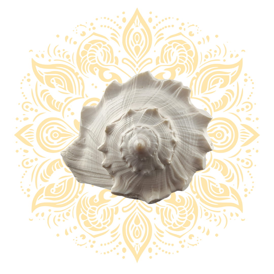 White Pouring Whelk Conch Shell 6–7"