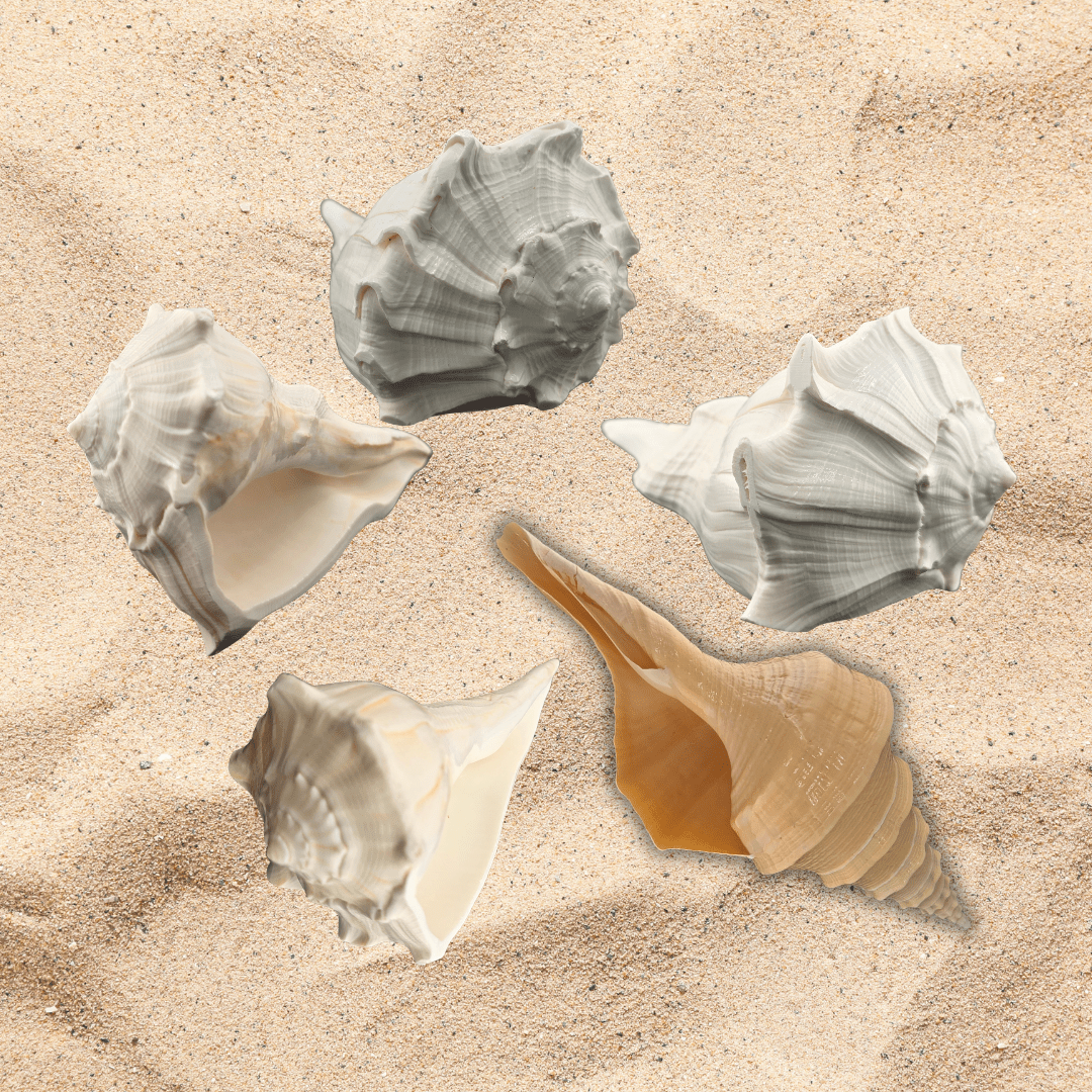 Whelks - Matchless Gifts
