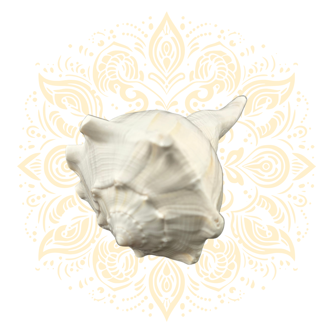 5-6" Pouring Whelk Small