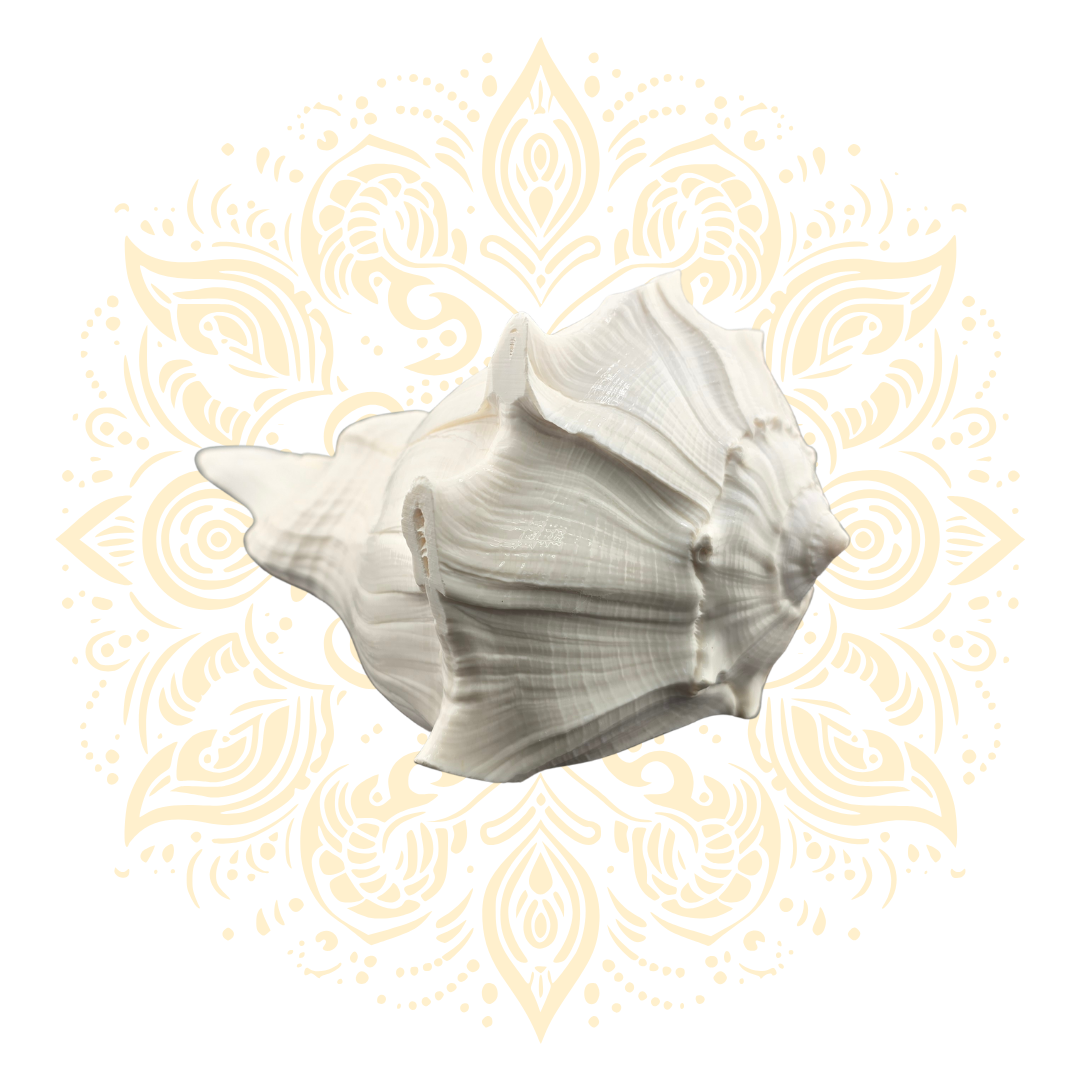 5-7" Pouring Whelk Large