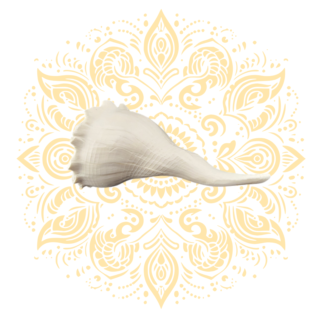White Pouring Whelk Conch Shell 6–7"