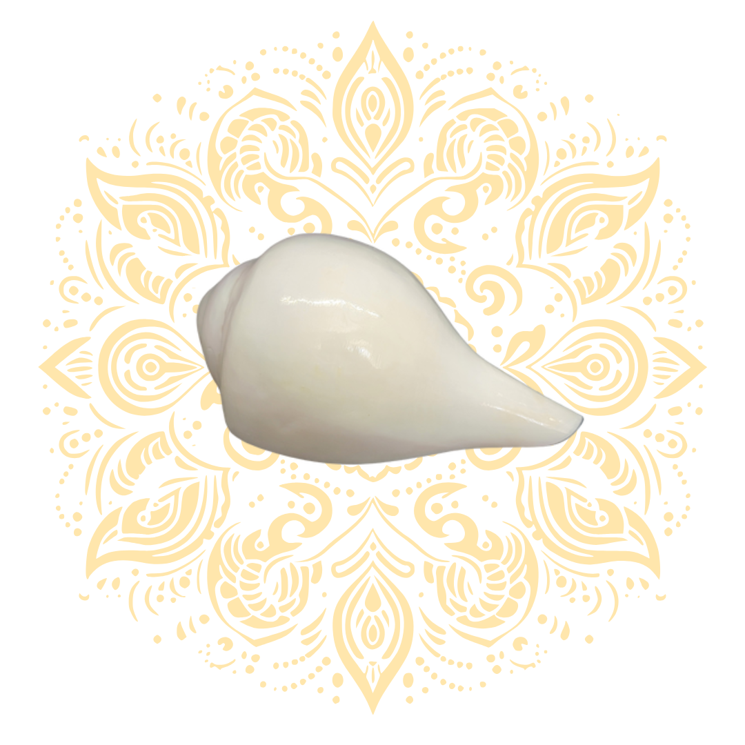 Blowing White Conch Shell (Shankha) 6–7"