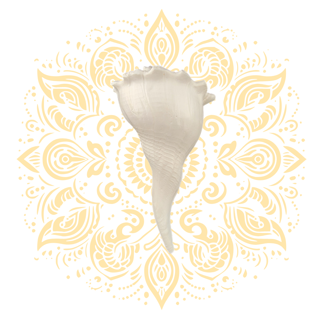 White Pouring Whelk Conch Shell 6–7"